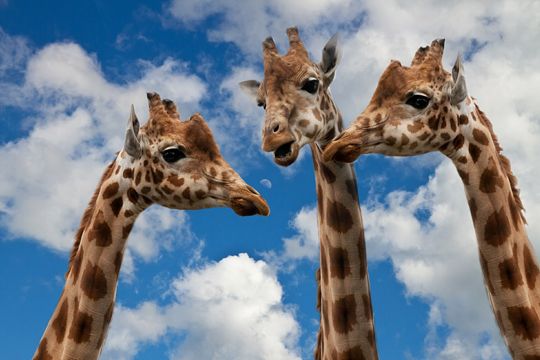 Media Relations Tipps Giraffen
